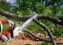 Best Lawn Disease Treatment  in Eden, TX