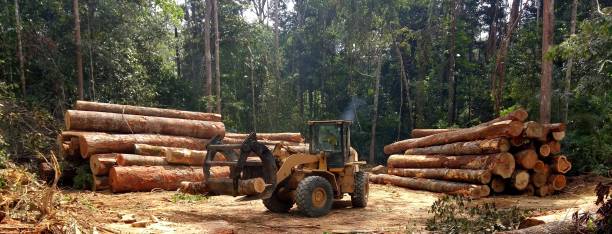 Best Storm Damage Tree Cleanup  in Eden, TX