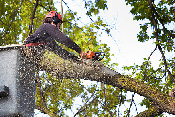 Best Emergency Tree Removal  in Eden, TX
